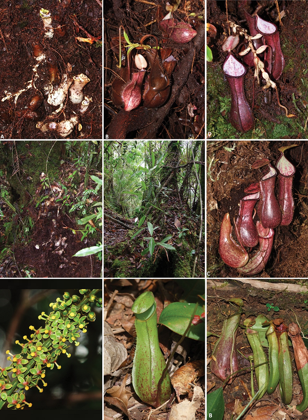 Mặt khác, Nepenthes pudica là loài duy nhất trong chi của nó có thể bắt được những con mồi to. Đặc biệt, chúng rất thích loài kiến.