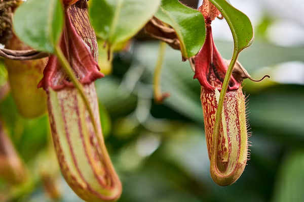 "Do đó, việc đặt bẫy dưới lòng đất sẽ giúp chúng tránh sự cạnh tranh mạnh mẽ của các loài ăn thịt khác, cũng như những hạn chế về môi trường có thể xảy ra trong rừng". Dù săn mồi dưới lòng đất, Nepenthes pudica lại sống trên môi trường núi cao cách mực nước biển khoảng 1.100 - 1.300 m, trên một hòn đảo trong tỉnh Kalimantan.