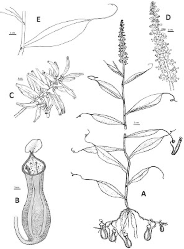 Điểm đặc biệt của loài Nepenthes pudica là nó không bắt mồi ở ngoài trời mà ở dưới lòng đất từ những cái vòi của chúng. Nó cũng theo dõi con mồi từ dưới đất.