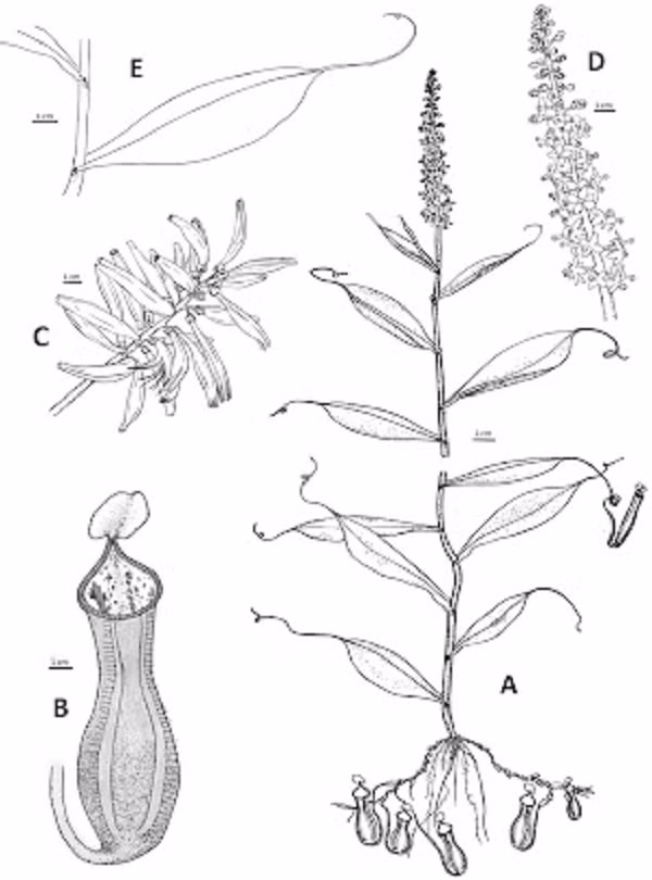Điểm đặc biệt của loài Nepenthes pudica là nó không bắt mồi ở ngoài trời mà ở dưới lòng đất từ những cái vòi của chúng. Nó cũng theo dõi con mồi từ dưới đất.