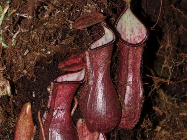 Sau khi nghiên cứu kỹ lưỡng về cây Nepenthes pudica, nhóm chuyên gia đã biết được rằng, loài cây này hình thành và phát triển các chồi ngầm bao gồm nhiều lá nhỏ màu trắng không có chất diệp lục, cùng với các bình có màu đỏ.