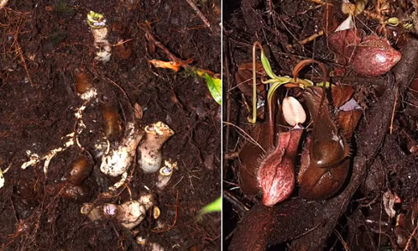 "Điều thú vị là chúng tôi tìm thấy rất nhiều sinh vật sống bên trong chiếc "bình" của chúng, bao gồm cả ấu trùng muỗi, giun tròn, và một loài sâu", Václav, thành viên trong nhóm nghiên cứu cho biết.