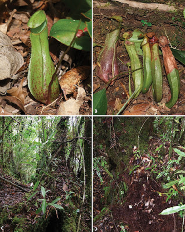 Một trong những loài thực vật đặc biệt thu hút sự chú ý của các nhà nghiên cứu đó là một loài thuộc chi Nepenthes - loài thực vật ăn thịt có lá đã được biến đổi tạo thành một chiếc "bình", cùng với thân loe nhằm thu hút côn trùng đến và bị mắc kẹt lại ở đó.