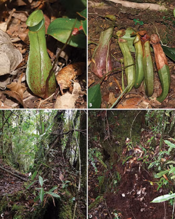 Một trong những loài thực vật đặc biệt thu hút sự chú ý của các nhà nghiên cứu đó là một loài thuộc chi Nepenthes - loài thực vật ăn thịt có lá đã được biến đổi tạo thành một chiếc "bình", cùng với thân loe nhằm thu hút côn trùng đến và bị mắc kẹt lại ở đó.