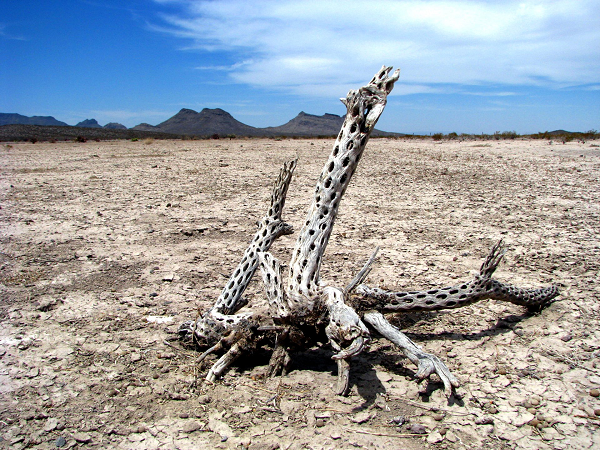 Để nghiên cứu vùng đất kỳ lạ này, Chính phủ Mexico đã cho xây dựng một khu phức hợp nghiên cứu động thực vật và những thành phần chất khoáng trong khu vực để tìm ra lý do vì sao tín hiệu bị biến mất và những hiện tượng lạ khác đã được ghi nhận.