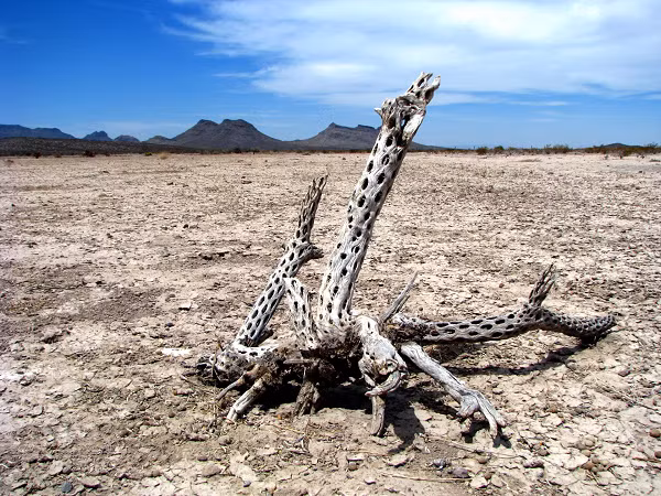 Để nghiên cứu vùng đất kỳ lạ này, Chính phủ Mexico đã cho xây dựng một khu phức hợp nghiên cứu động thực vật và những thành phần chất khoáng trong khu vực để tìm ra lý do vì sao tín hiệu bị biến mất và những hiện tượng lạ khác đã được ghi nhận.