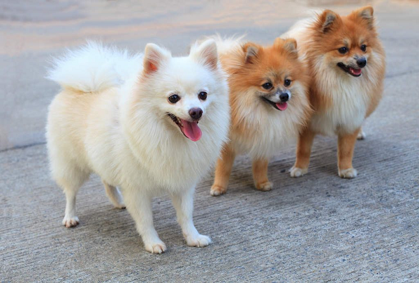 Pomeranian còn được gọi tắt là Pom, đây là giống chó đến từ Anh và được nữ hoàng Victoria nhân giống thành công. Chính bà còn tuyên bố yêu quý nhất giống chó này bởi trí thông minh sự pha trò của chúng.