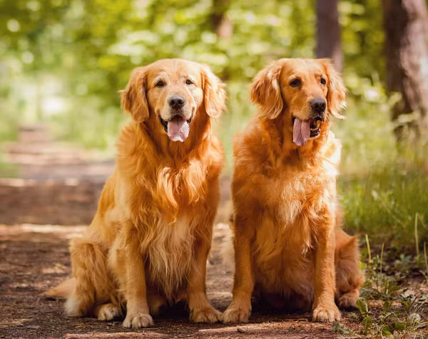 Golden Retriever là giống chó rất thân thiện, vui tính, hòa đồng và cởi mở. Chúng trước đây được sử dụng để săn bắt nhưng hiện nay chúng còn được dùng để cứu hộ. Golden Retriever rất thông minh, chỉ cần nhìn qua nét mặt của chủ là chúng biết được chủ đang vui hay buồn.