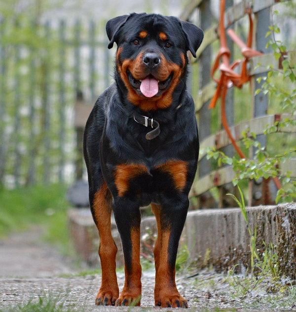 Rottweiler có nguồn gốc từ Đức thường được dùng như chó chăn gia súc hay huấn luyện thành chó nghiệp vụ, cúng có khả năng chiến đấu tốt, chịu đựng các vết thương, thông minh, khỏe mạnh.