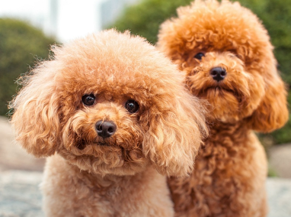 Poodle là giống chó săn vịt nổi tiếng, chúng có bộ lông dày và xoăn. Poodle còn rất dễ huấn luyện và dạy dỗ nên chúng luôn góp mặt trong các rạp xiếc. Từ xưa chúng đã được huấn luyện mang thư từ đến chiến trường.