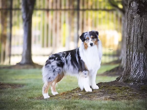 Chó chăn cừu Úc có kích thước trung bình, mạnh khỏe, có sự dẻo dai và năng động, chúng thông minh, nhanh nhạy nên thường được huấn luyện để bảo vệ đàn gia súc đặc biệt là đàn cừu.