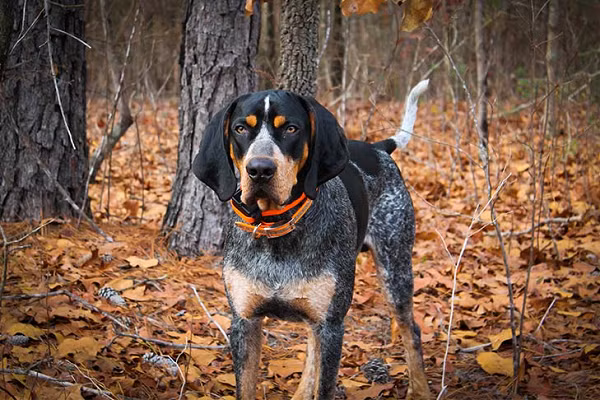 Chó săn gấu mèo lam (Bluetick Coonhound) là loài chó lai dùng để săn gấu mèo ở Mỹ. Bluetick Coonhound hay chó săn gấu mèo lam thuộc giống chó săn mùi nên dựa vào đặc điểm này mà người ta huấn luyện chúng để săn mồi. Chúng khỏe mạnh, năng động, yêu quý chủ và trung thành.