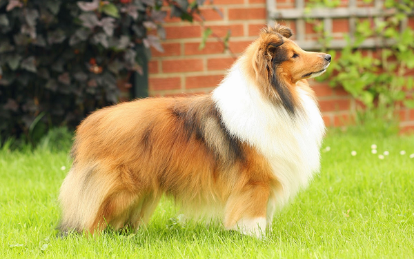 Shetland Sheepdog cũng là 1 giống chó chăn cừu, đây là giống chó thông minh luôn được xếp vào top các loài chó thông minh. Chúng có khả năng canh gác và bảo vệ tốt, đồng thời cũng rất ngoan ngoãn, trung thành.