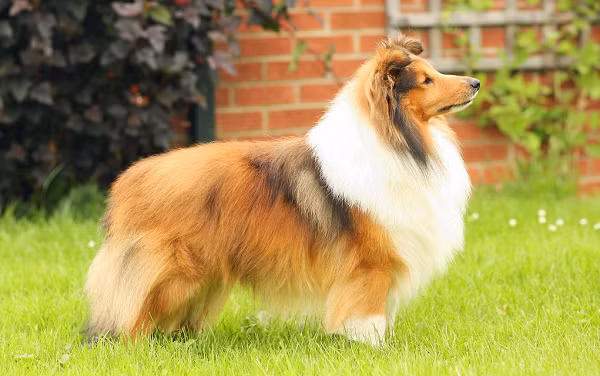 Shetland Sheepdog cũng là 1 giống chó chăn cừu, đây là giống chó thông minh luôn được xếp vào top các loài chó thông minh. Chúng có khả năng canh gác và bảo vệ tốt, đồng thời cũng rất ngoan ngoãn, trung thành.