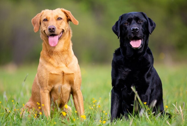 Chó tha mồi Labrador Retriever hay còn được gọi là Lab là giống chó săn có nguồn gốc từ Mỹ. Lab là giống chó năng động, hiền lành, mến trẻ con, thông minh, trung thành, là một trong những giống chó ưa chuộng nuôi tại nhà.