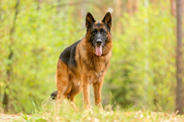 Berger Đức hay còn được gọi là chó German Shepherd, một giống chó săn của Đức. Chúng có vẻ ngoài rất “soái” và trí thông minh rất cao. Berger tính tình mạnh mẽ, gan góc nhưng rất dễ huấn luyện nên chúng đã được sánh vai cùng cảnh sát đặc vụ.