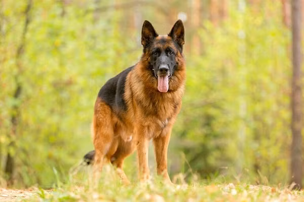 Berger Đức hay còn được gọi là chó German Shepherd, một giống chó săn của Đức. Chúng có vẻ ngoài rất “soái” và trí thông minh rất cao. Berger tính tình mạnh mẽ, gan góc nhưng rất dễ huấn luyện nên chúng đã được sánh vai cùng cảnh sát đặc vụ.