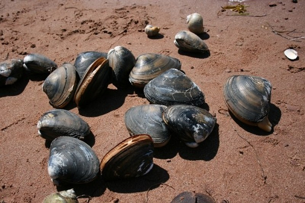 Và họ đã sử dụng 8 con trai để đo lượng nước sạch cho hàng triệu dân ở toàn thành phố Poznań để chứng minh điều này. Các hệ thống sinh học này bao gồm tám con trai, được gắn các cảm biến nhiệt trên vỏ. Chúng sẽ làm việc cùng với một mạng lưới máy tính để kiểm soát nguồn cung cấp nước của thành phố.