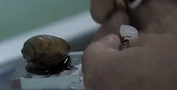 Tuy nhiên, một công ty xử lý nước sạch có tên Aquanet đã cho rằng hệ thống xử lý nước phức tạp đó hoàn toàn lỗi thời. Theo ý kiến của họ, so với máy móc thì cơ chế sinh học của thực vật sẽ đo được độ sạch của nước chính xác hơn nhiều.