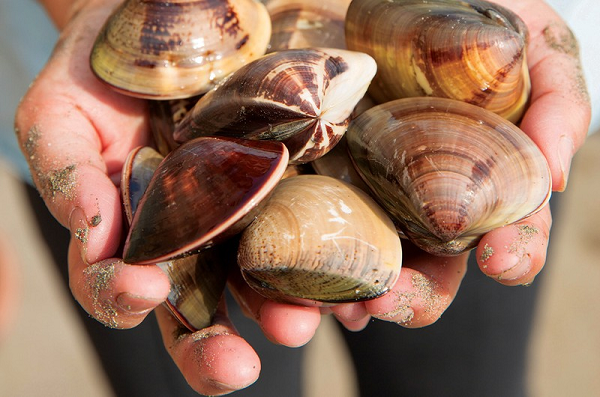 Bất cứ khi nào một con trai đóng vỏ, nó sẽ đóng mạch điện thông qua một lò xo được dán vào vỏ, điều này sẽ cảnh báo cho máy tính rằng đã đến lúc phải tắt nguồn cấp nước.