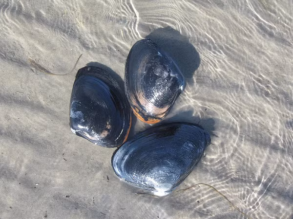 Nếu nước sạch, những con trai này vẫn sẽ tiếp tục chăm chỉ làm việc. Nhưng khi chất lượng nước xuống quá thấp, chúng sẽ đóng vỏ lại, điều này đồng nghĩa với việc nguồn nước sạch cung cấp cho hàng triệu người trong thành phố cũng... đóng sập!