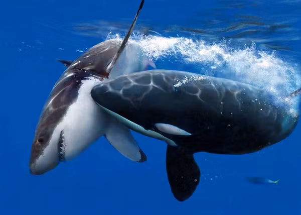 Bản thân cái tên cá voi sát thủ đến từ việc chúng săn và ăn thịt cá voi (còn cá voi sát thủ thực chất thuộc họ cá heo). Ngoài ra, cá voi sát thủ còn ăn thịt cả cá mập, bao gồm cá mập trắng khổng lồ.