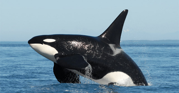 Chỉ cần phát hiện ra một con cá voi sát thủ trong khu vực sinh sống của mình, qua tiếng kêu hoặc việc ngửi mùi long diên hương của chúng, cá mập trắng khổng lồ sẵn sàng rủ cả đàn trốn sang vùng biển khác, nhường lại khu vực đánh bắt dồi dào cho những ông hoàng thực thụ của biển cả.