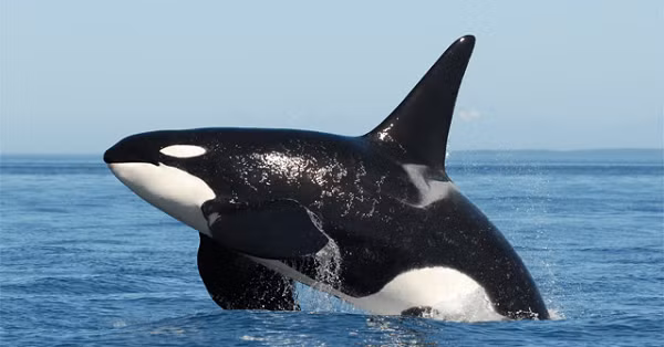 Chỉ cần phát hiện ra một con cá voi sát thủ trong khu vực sinh sống của mình, qua tiếng kêu hoặc việc ngửi mùi long diên hương của chúng, cá mập trắng khổng lồ sẵn sàng rủ cả đàn trốn sang vùng biển khác, nhường lại khu vực đánh bắt dồi dào cho những ông hoàng thực thụ của biển cả.