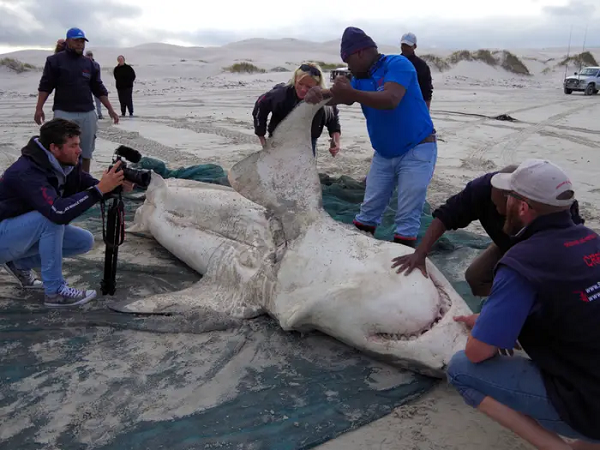 Kết quả kiểm tra cũng cho thấy, chúng đều là những con khỏe mạnh trong đàn, có những con có chiều dài cơ thể lên tới 5,5 m, cho thấy sức mạnh đáng sợ của kẻ tàn sát.