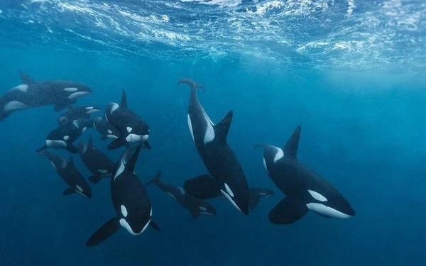 Một nghiên cứu gần đây cho thấy cá mập trắng lớn có thể là loài nguy hiểm nhất dòng họ cá mập, khi đã "chèn ép" siêu cá mập Megalodon tới nỗi làm loài này tuyệt chủng vì không thể cạnh tranh nổi trong cuộc chiến giành thức ăn.