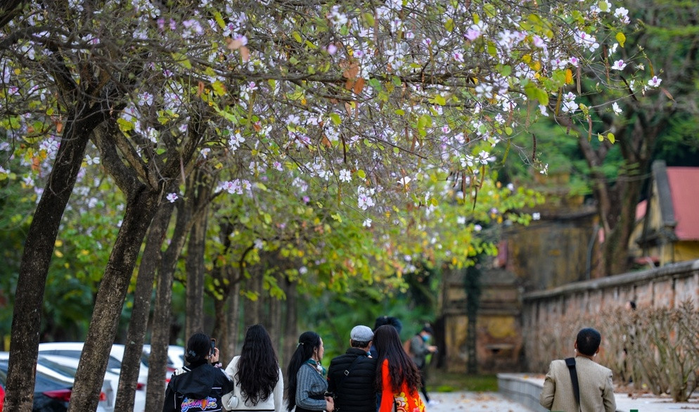 Năm nay, do ảnh hưởng của dịch COVID-19, mặc dù đường hoa ban Bắc Sơn đang ở độ đẹp nhất nhưng cũng không có quá nhiều người. Chỉ có những tâm hồn thực sự trót phải lòng với vẻ đẹp của loài hoa này mới tìm đến.