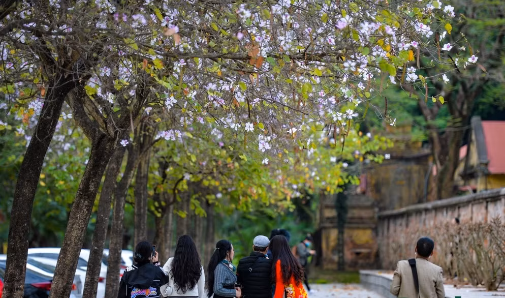Năm nay, do ảnh hưởng của dịch COVID-19, mặc dù đường hoa ban Bắc Sơn đang ở độ đẹp nhất nhưng cũng không có quá nhiều người. Chỉ có những tâm hồn thực sự trót phải lòng với vẻ đẹp của loài hoa này mới tìm đến.