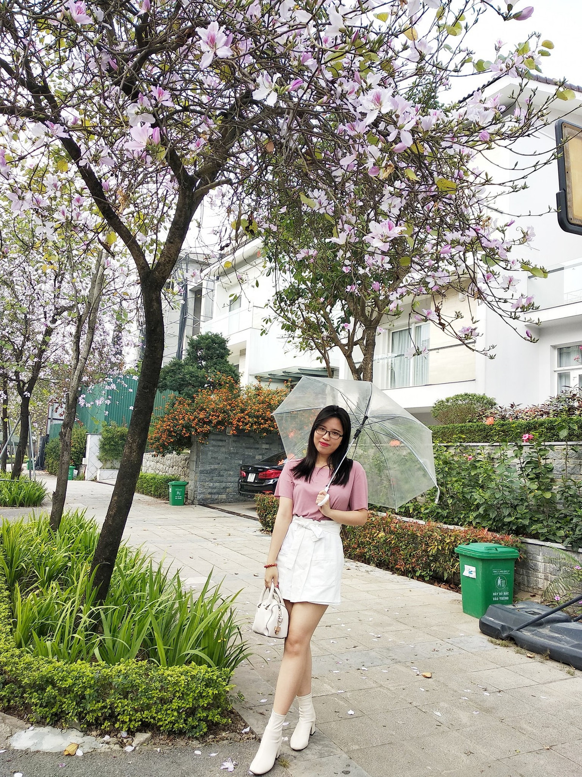 Hàng cây ban nở rộ ở Đông Ngạc, Bắc Từ Liêm. Ảnh: BHa Ng