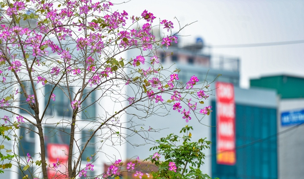 Hoa ban là loài hoa đặc trưng của núi rừng Tây Bắc, thường nở vào tháng 3 và tháng 4. Tại Hà Nội hoa ban được trồng khá nhiều, đặc biệt tại đường Bắc Sơn và đoạn đường Hoàng Diệu đối diện khu vực Đài tưởng niệm Bắc Sơn, vài năm gần đây được trồng tại giải phân cách trên các con phố Giảng Võ, Láng...