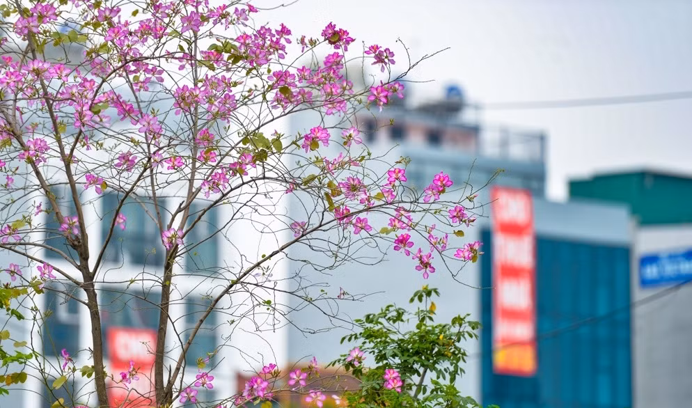 Hoa ban là loài hoa đặc trưng của núi rừng Tây Bắc, thường nở vào tháng 3 và tháng 4. Tại Hà Nội hoa ban được trồng khá nhiều, đặc biệt tại đường Bắc Sơn và đoạn đường Hoàng Diệu đối diện khu vực Đài tưởng niệm Bắc Sơn, vài năm gần đây được trồng tại giải phân cách trên các con phố Giảng Võ, Láng...