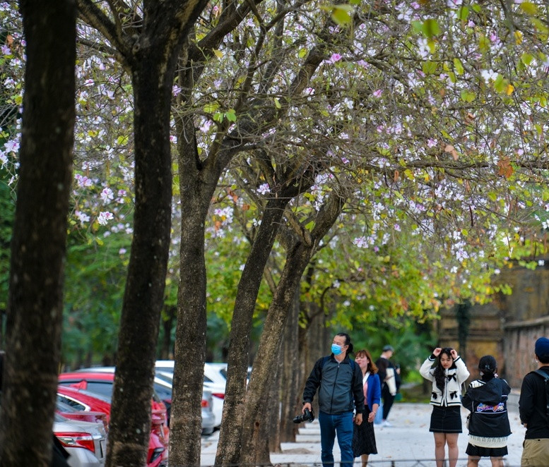 Thời gian này, đi qua những nơi trồng nhiều như đường Hoàng Diệu hay Bắc Sơn, bạn sẽ bắt gặp những hình ảnh rất quen thuộc: mọi người rần rần rủ nhau ra chụp ảnh, ghi lại quãng thời gian đáng nhớ với một loại hoa rất đặc sắc của Hà Nội.