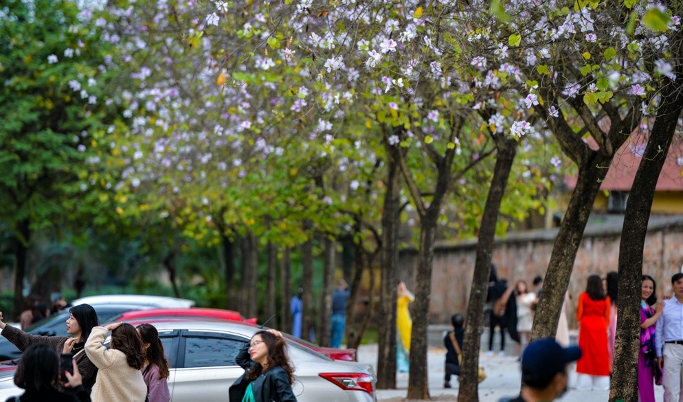 Khu vực đường Bắc Sơn mỗi tháng 2, 3 là địa điểm check-in nổi tiếng và nhiều người ghé qua nhất, bởi có hai hàng hoa ban Tây Bắc được trồng dày và nở đều, nở đẹp nhất.