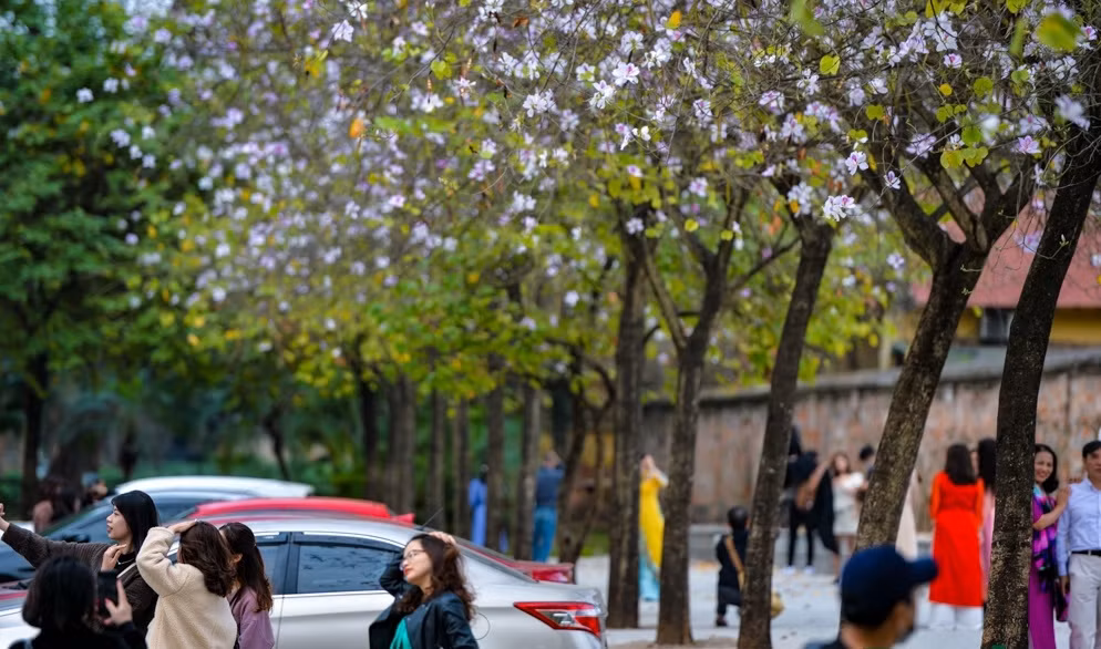 Khu vực đường Bắc Sơn mỗi tháng 2, 3 là địa điểm check-in nổi tiếng và nhiều người ghé qua nhất, bởi có hai hàng hoa ban Tây Bắc được trồng dày và nở đều, nở đẹp nhất.