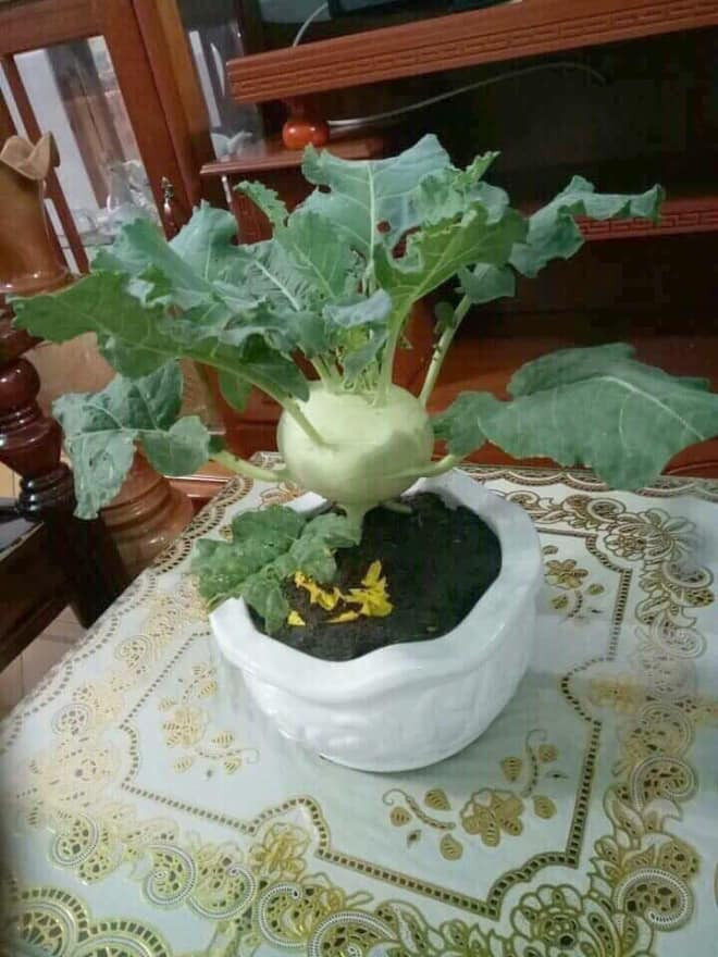 Đào quất giờ xưa rồi, "su hào bonsai" chưng Tết xong ăn luôn mới là sang chảnh.