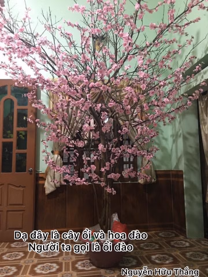 Chẳng cần tốn nhiều chi phí, gia đình này đã chế cây cảnh đón Tết "bá đạo" bằng cách dùng cành ổi gắn thêm hoa đào, thành quả cho ra đời "cây ổi đào" độc đáo. Ảnh: Nguyễn Hữu Thắng