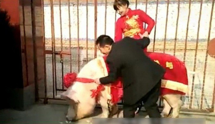 Chú rể vùng chăn lợn nổi tiếng khắp vùng Hoa Bắc, Trung Quốc đã có màn rước dâu độc đáo khiến cả thế giới biết đến nhờ một con lợn hơn 750kg để cõng cô dâu về nhà.