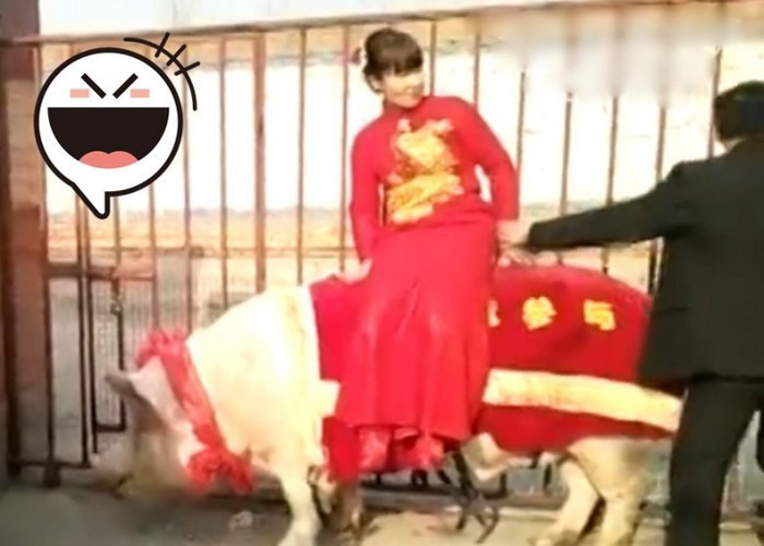 Khi đoàn nhà gái đưa dâu tới, cô dâu ngồi lên mình chú lợn. Chú đã cõng cô dâu vào phòng hoa an toàn trong sự hò reo, cổ vũ của rất đông người đứng hai bên đường.