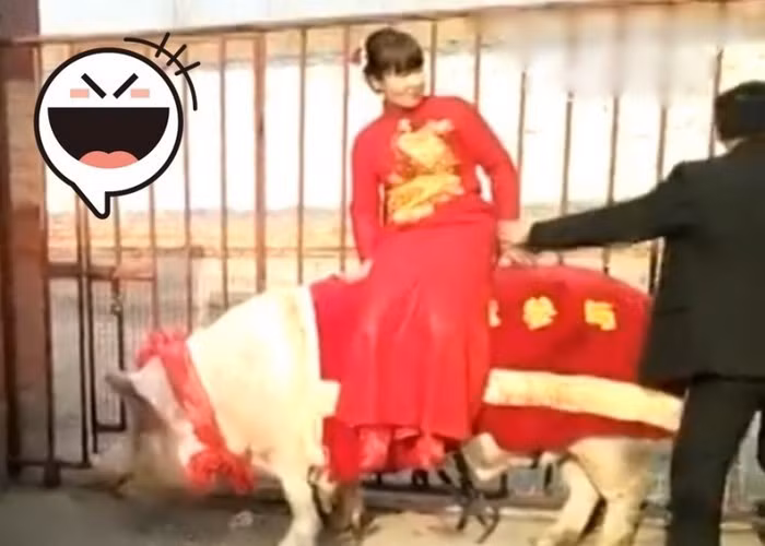 Khi đoàn nhà gái đưa dâu tới, cô dâu ngồi lên mình chú lợn. Chú đã cõng cô dâu vào phòng hoa an toàn trong sự hò reo, cổ vũ của rất đông người đứng hai bên đường.