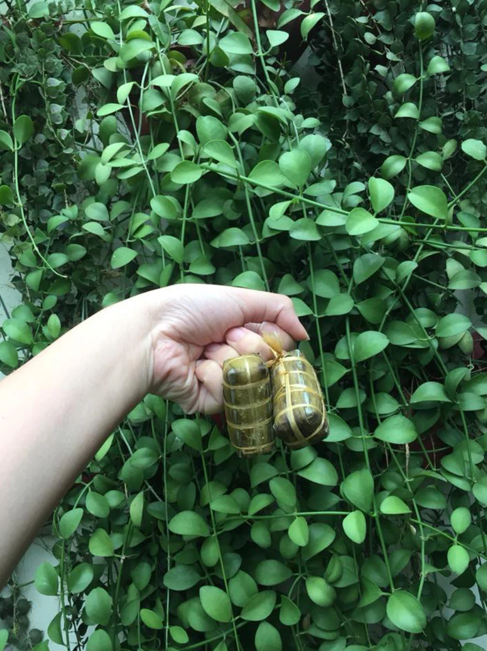 Cũng gói lá, cũng buộc dây cẩn thận chẳng thiếu một sợi nào.