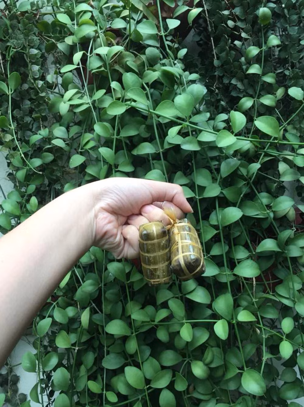 Cũng gói lá, cũng buộc dây cẩn thận chẳng thiếu một sợi nào.