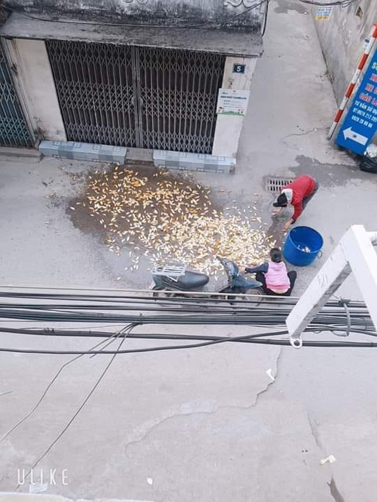 Mang thúng cá đi bán nhân ngày ông Công ông Táo mà ngã xe, cá đổ hết ra đường thế này thì "toang", mất tết luôn chứ còn tiễn đưa được ai nữa.