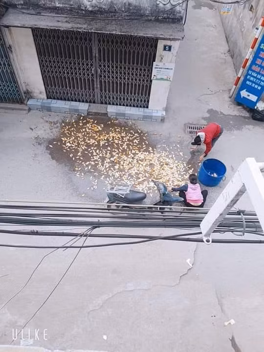 Mang thúng cá đi bán nhân ngày ông Công ông Táo mà ngã xe, cá đổ hết ra đường thế này thì "toang", mất tết luôn chứ còn tiễn đưa được ai nữa.