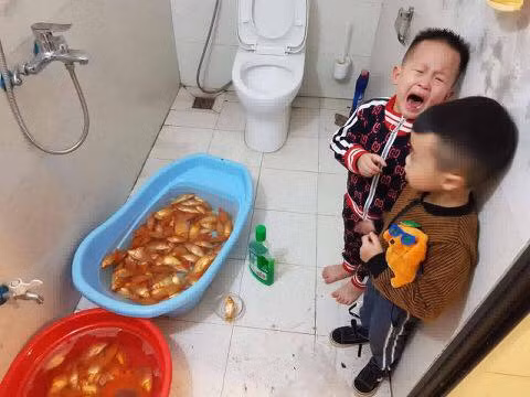 Hai cậu bé yêu cá nên dùng nước lau sàn tắm cho chúng. Bố mẹ nhìn cảnh tượng này chỉ biết bất lực.