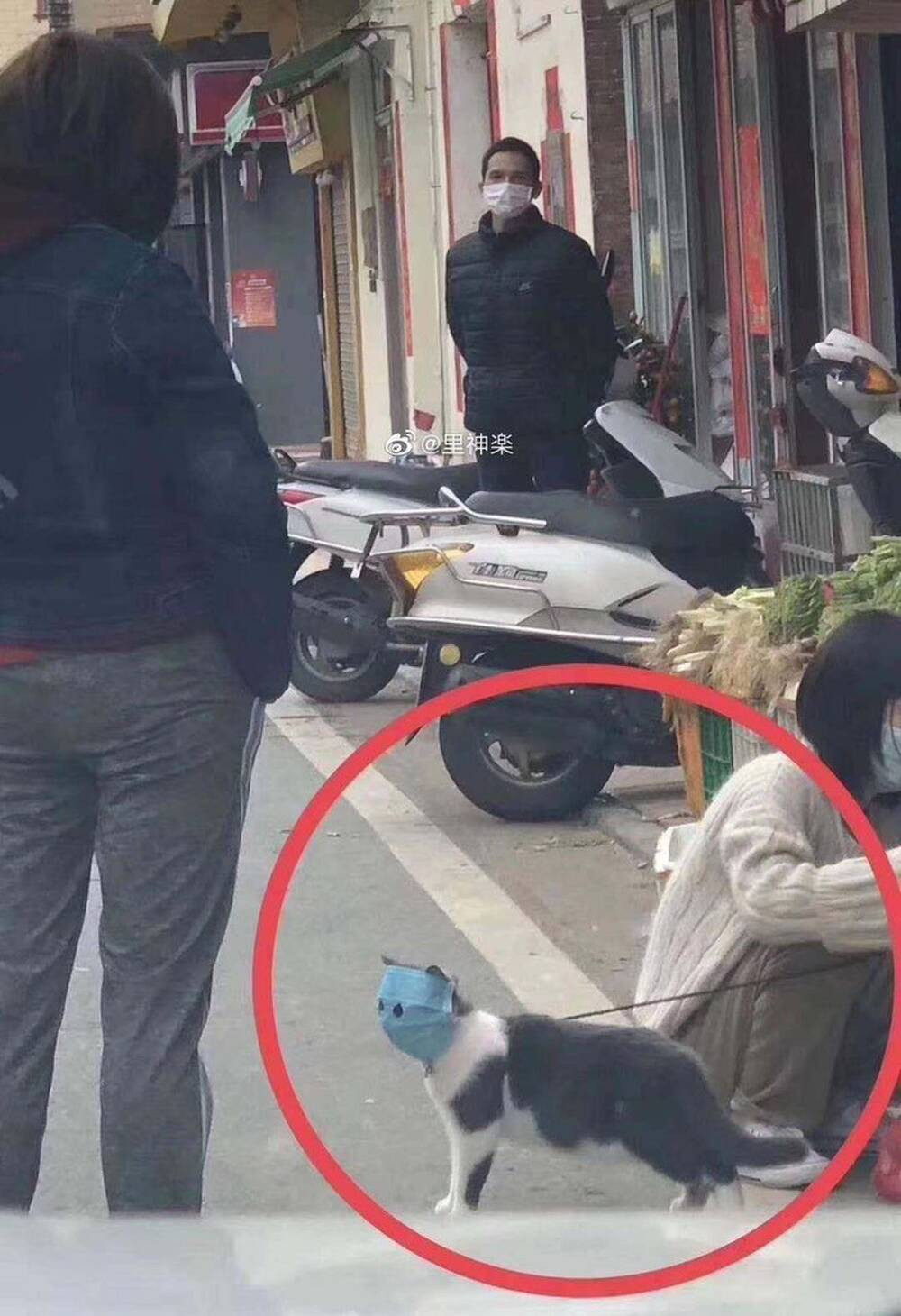 Chú mèo này cũng được trang bị khẩu trang kín mặt khi đi ra đường.