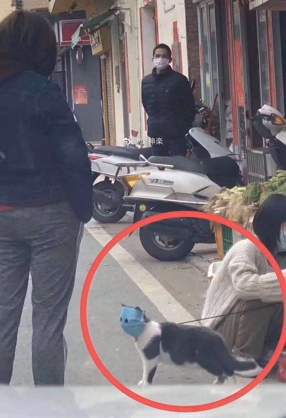 Chú mèo này cũng được trang bị khẩu trang kín mặt khi đi ra đường.